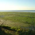 La plage de La Grandville en 2008 : une vaste prairie d'algues vertes